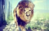 Lion Windows Theme