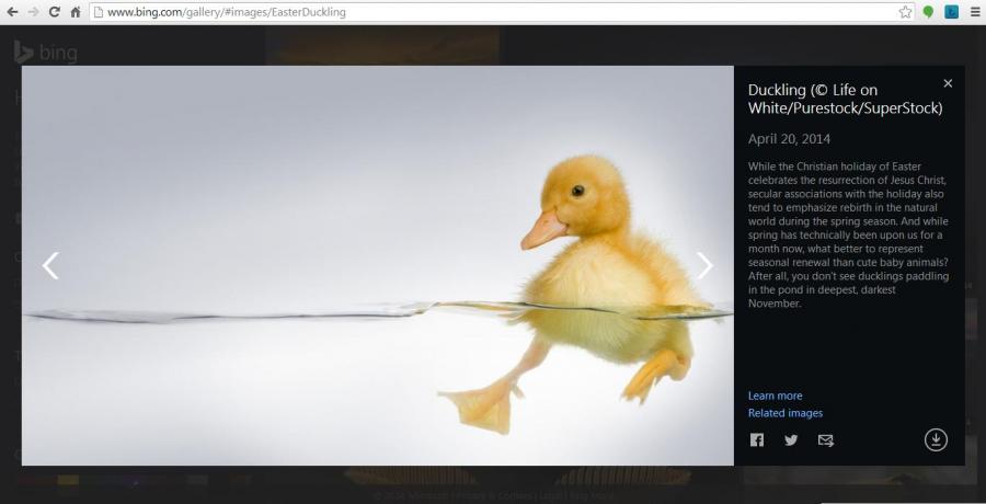 Bing Homepage Gallery